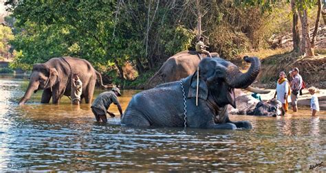 Dubare Elephant Camp Coorg Entry Fee Timings Entry Ticket Cost