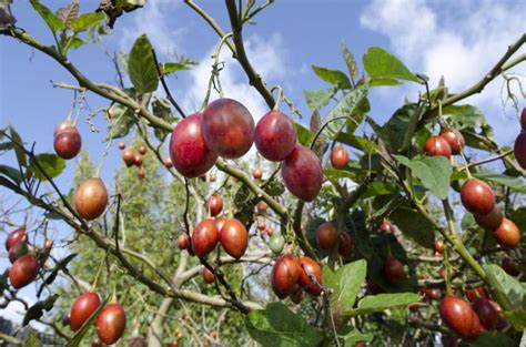 Tamarillo Skrzy Owanie Liwki Z Pomidorem Uprawa Piel Gnacja