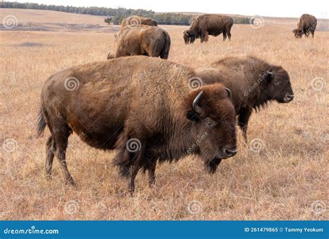 Brown Bison Grazing With It`s Herd On Kansas Prairie Stock Image