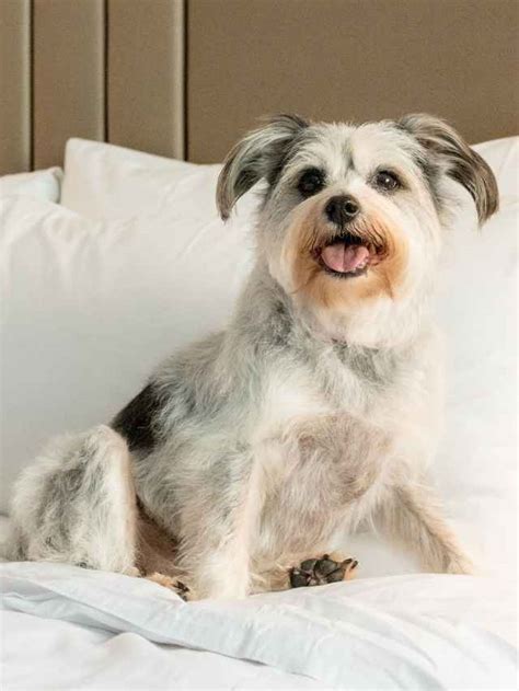 Queenslands Best Pet Friendly Hotels The Courier Mail