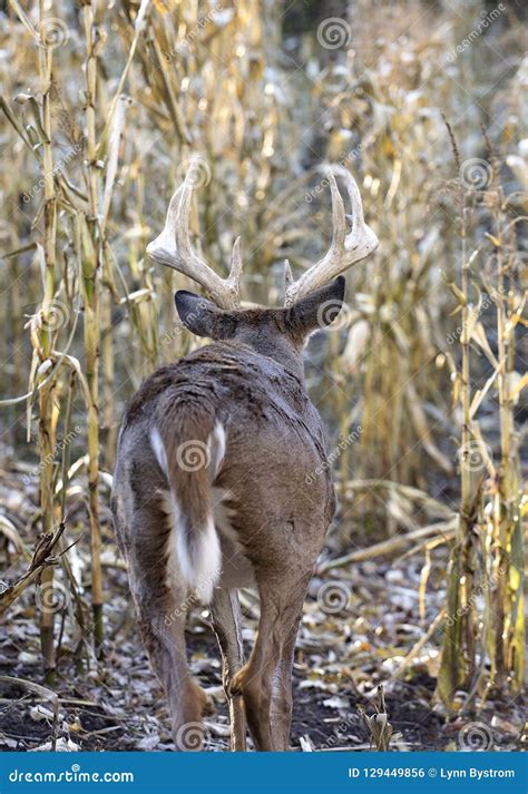 Whitetail Buck Walking Through Corn Field Stock Photo Image Of