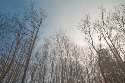 Banco De Imagens Rvore Natureza Floresta Ramo Neve Inverno