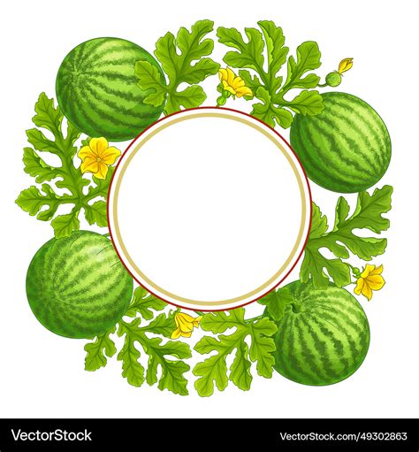 Watermelon Plant Frame On White Background Vector Image