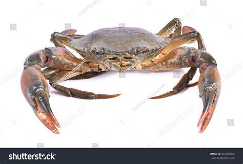 Serrated Mud Crab Serrated Mud Crab Stock Photo 416183056 Shutterstock