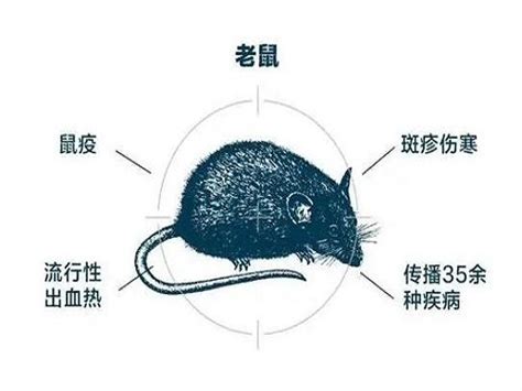 养殖场老鼠多怎么消灭海恒环境