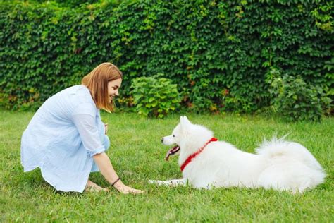 Rdenes B Sicas Para Perros Ejercicios Paso A Paso V Deo