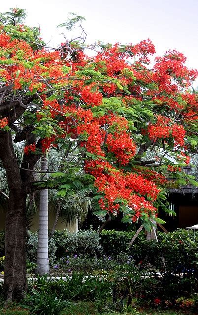 Flamboyant Tree Flowering Trees Tropical Tree Tree