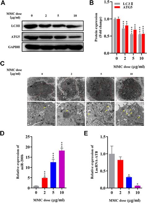 Frontiers Mitomycin C Inhibits Esophageal Fibrosis By Regulating Cell