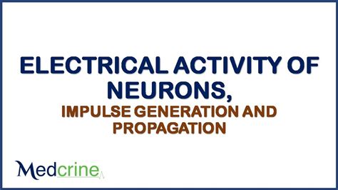 Electrical Activity Of Neurons Impulse Generation And Propagation