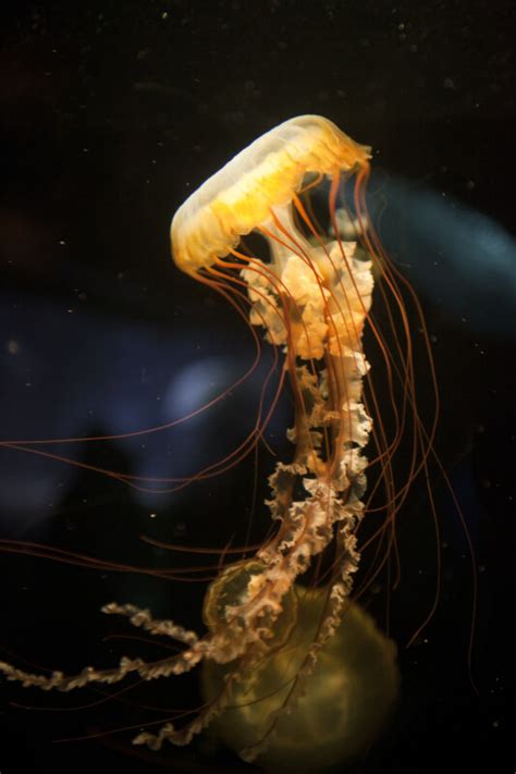 West Coast Sea Nettles Clippix Etc Educational Photos For Students