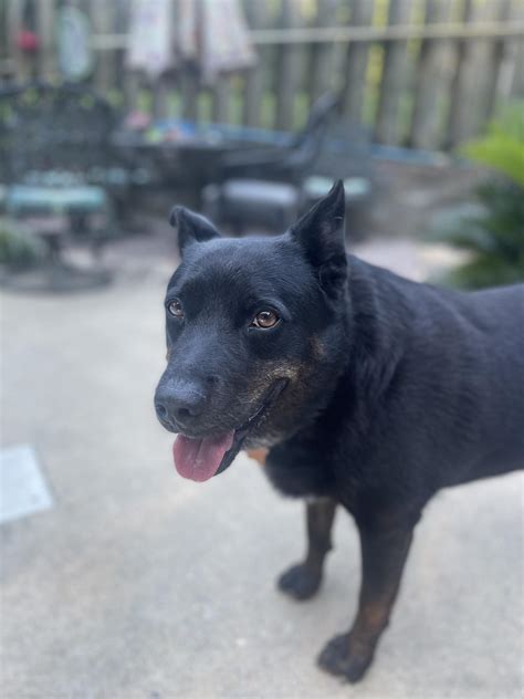 One Of The Goofiest And Sweetest Dogs Youll Ever See Reyebleach