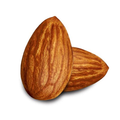 Nut Almond Png Image High Quality Transparent Hq Png Download Freepngimg