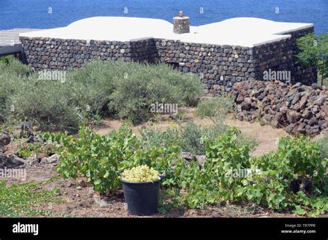 L Italie La Sicile Le De Pantelleria La R Colte Dans La Vigne De L