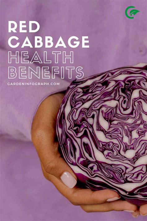 5 Top red cabbage benefits | Health benefits of Red cabbage