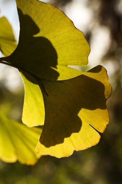 Ginkgo Biloba Nmente Conocido Como Ginkgo O Gingko Tambi N Conocido