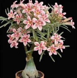 Green Garden Adenium Plant at Rs 150/piece in Pune | ID: 18137978655