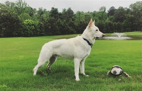 White Shepherd Puppy Training Tips