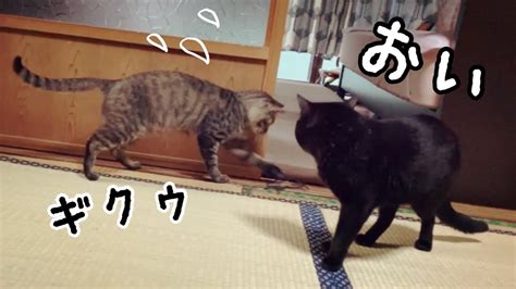 いたずらが見つかって怒られる猫 Naughty Cat Youtube