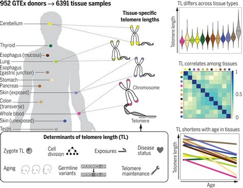 Determinants Of Telomere Length Across Human Tissues Science