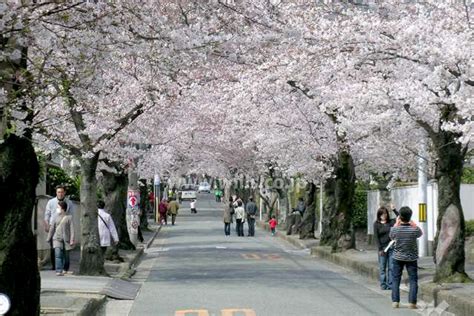 北摂エリアの桜の名所2024｜吹田・箕面・豊中・高槻・茨木周辺でおすすめ桜・お花見スポット10選！ Hokusetsu Magazine