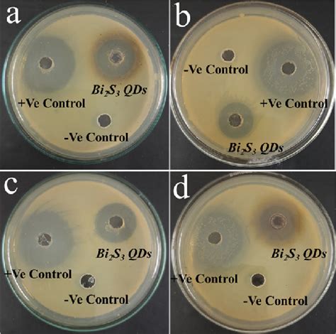 Lb Agar Plates Showing Zone Of Inhibition Of Bacterial Colonies A B