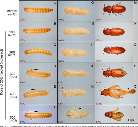 Larva Identification