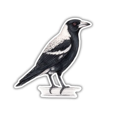 Australian Magpie Sticker World Of Birds