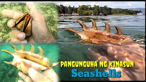 EP72 Buhay Probinsya Pangunguha Ng Lamang Dagat Seashells YouTube