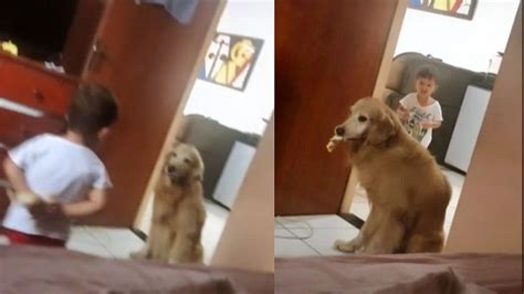 C O Golden Retriever Pega Lanche Da M O De Crian A E V Deo Hil Rio Viraliza