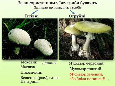 Царство Гриби. Вищі гриби. Шапкові гриби - презентация онлайн