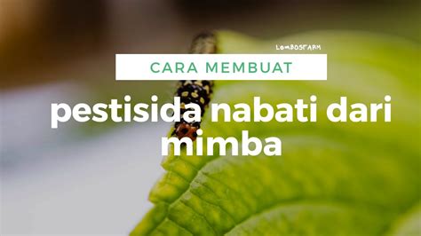 Cara Membuat PESTISIDA NABATI Dari Daun MIMBA Untuk Atasi Hama Dan