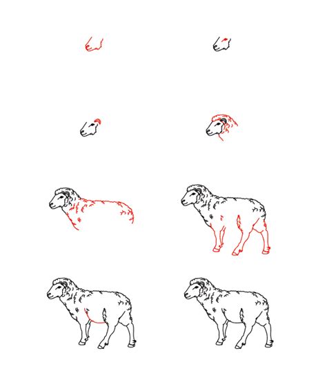 How To Draw Realistic Sheep Step By Step Drawing Photos