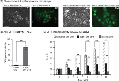 Expression Immunoreactivity And Functionality Of GFP CFTR Protein