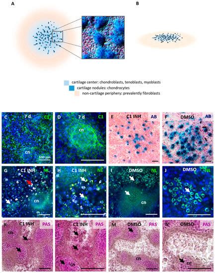 Ijms Free Full Text Caspase 1 Inhibition Impacts The Formation Of