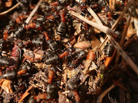 Schwarz Rote Ameisen Versammeln Sich Ameise Rot Holz Ameise