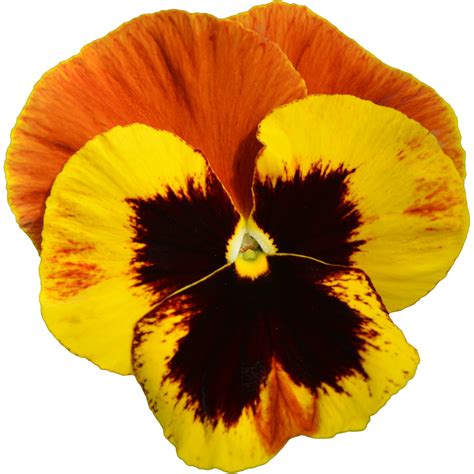 Viola wittrockiana F1 Power Fire - Muller Seeds