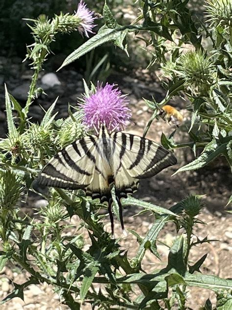 Scarce Swallowtail From Route D Orange S Rignan Du Comtat Provence