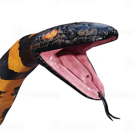 bismarck ringed python  illustration  stock photo  vecteezy