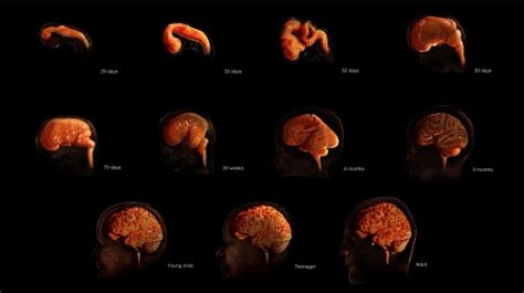 The Brain Before Birth Using Fmri To Explore The Secrets Of Fetal