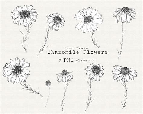 Chamomile Flowers Clip Art Chamomile Png Floral Clipart Etsy