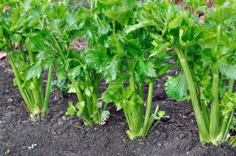 Celery: How to Plant, Grow, and Harvest Celery Stalks | The Old Farmer's Almanac