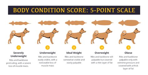 Dog Body Condition Score Chart A Visual Reference Of Charts Chart Master