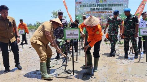 Peringati Hut Basarnas Ke Kansar Pangkalpinang Gelar Penanaman