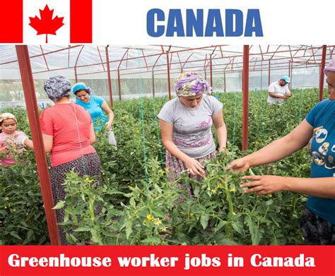 Greenhouse Worker Jobs In Canada For Foreigners Apply Now Jobs4U