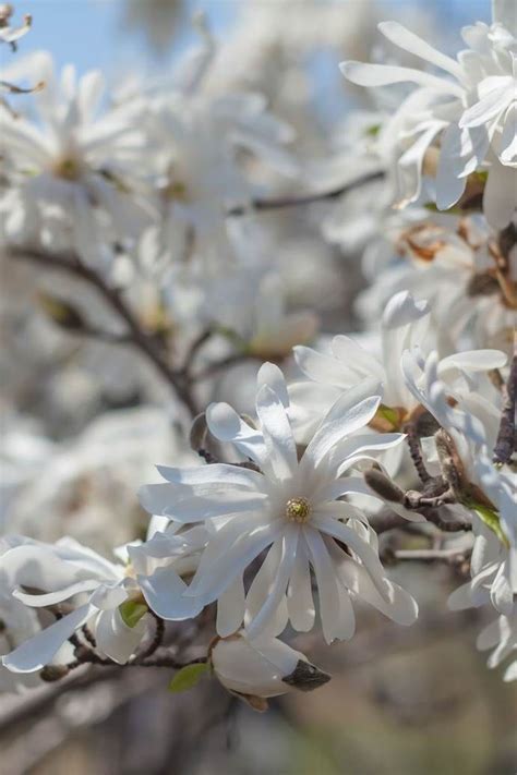 Magnolia Tree Varieties Perfect For Your Garden Homes To Love