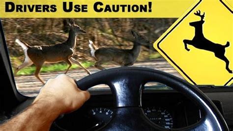 Police Department Offers Tips To Avoid Deer While Youre Driving Weyi