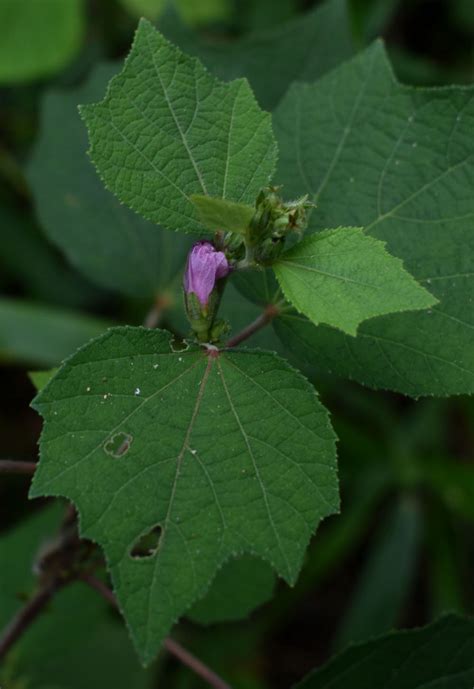 Caesar Weed From Crystal Creek Qld Australia On April At