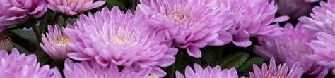 Chrysanthemum X Grandiflorum Winteraster Baumschule Weber