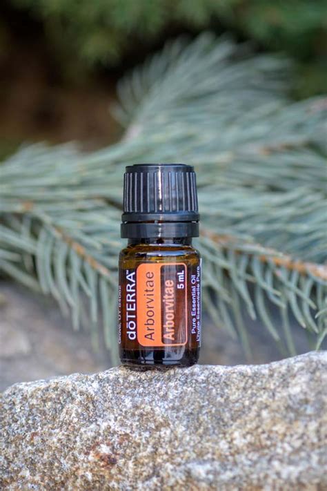 Arborvitae Oil Doterra Essential Oils