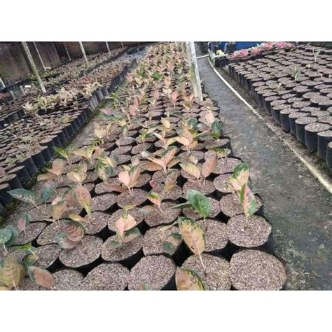 Jual Promo Paket Pot Tanaman Hias Aglonema Sultan Brunei Anakan